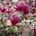 Magnolia Satisfaction >200cm, T60